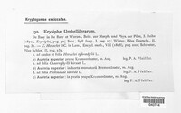 Erysiphe heraclei image